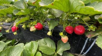 {{brizy_dc_image_alt imageSrc=